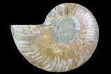 Agatized Ammonite Fossil (Half) - Madagascar #83800-1